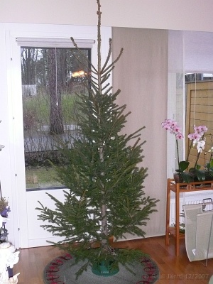 P1020128.JPG - Joulukuusi odottaa koristeita