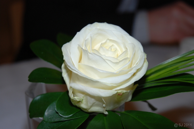 DSC_8078.JPG